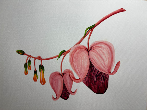 Bleeding Hearts by Stephenie Anderson