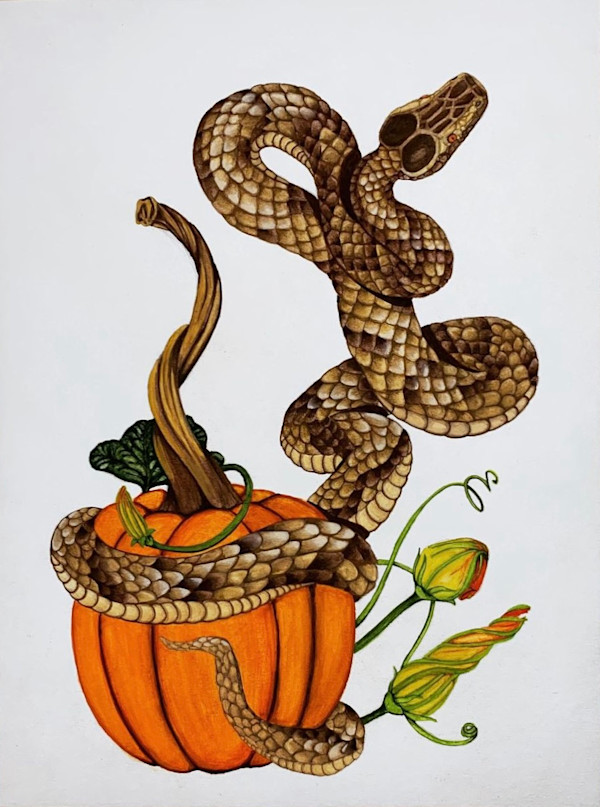 The Snake and the Rind by Stephenie Anderson