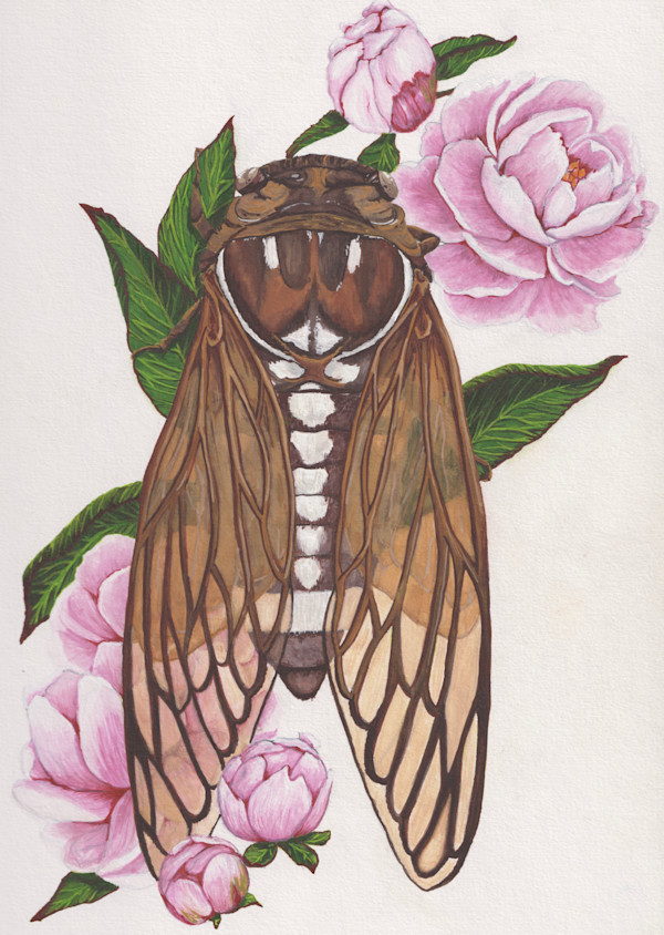 Bush Cicada by Stephenie Anderson