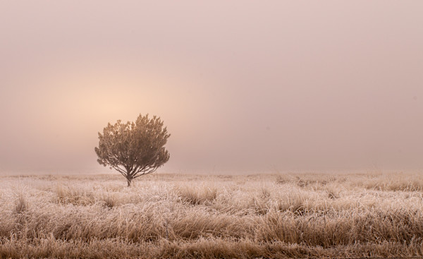 Alone in the Fog by Jeanette Perez