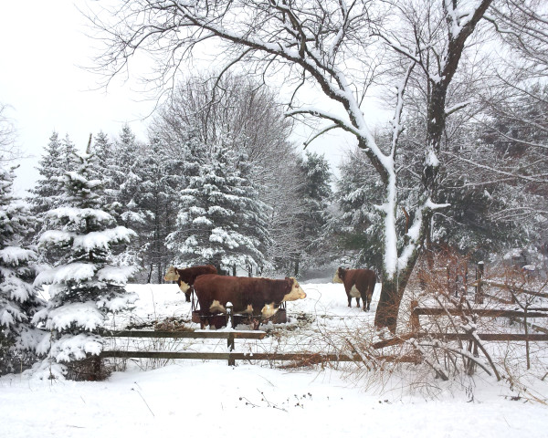 Butts Road Cows by Ellen Gaube