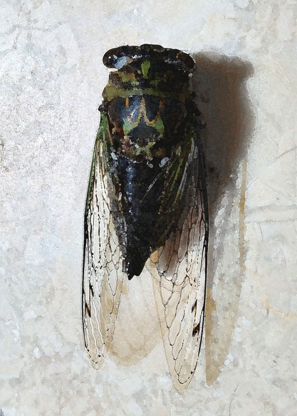 Cicada 1 by Ellen Gaube