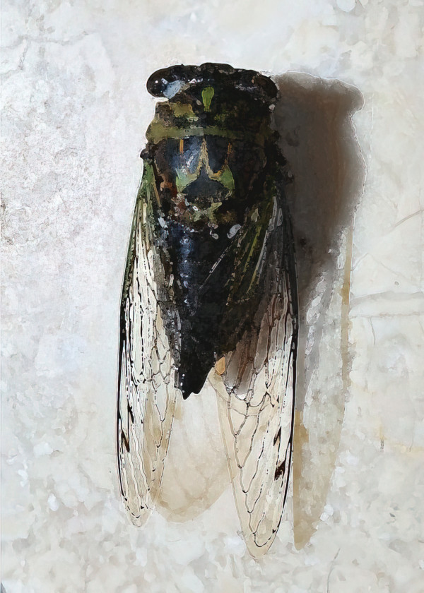 Cicada by Ellen Gaube