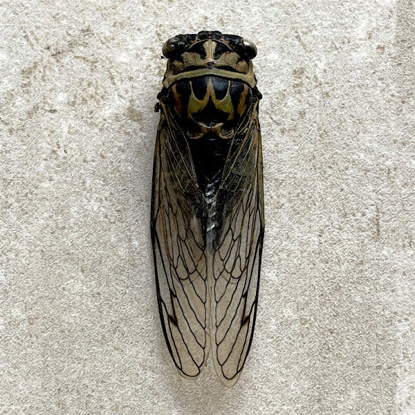 Cicada 2 by Ellen Gaube