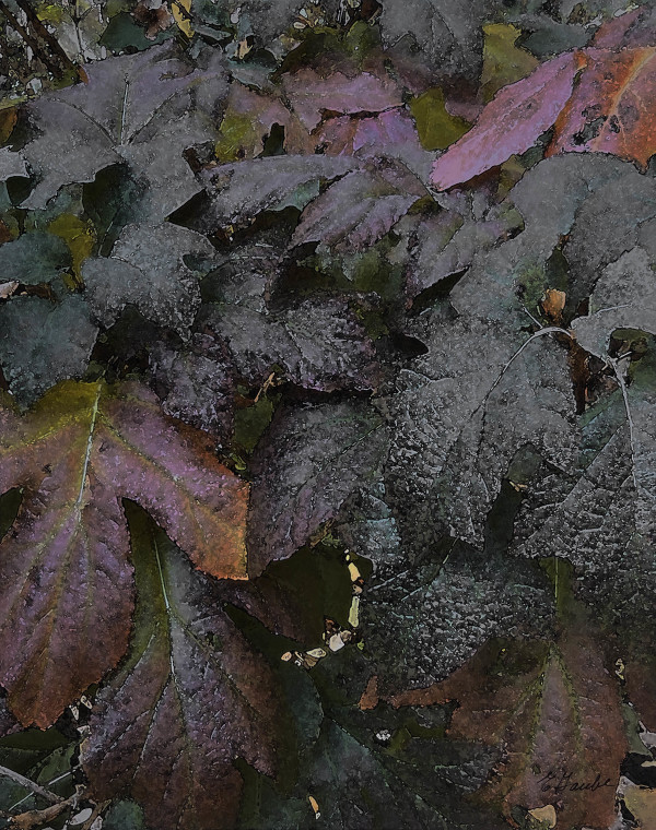 Hydrangea Leaves by Ellen Gaube