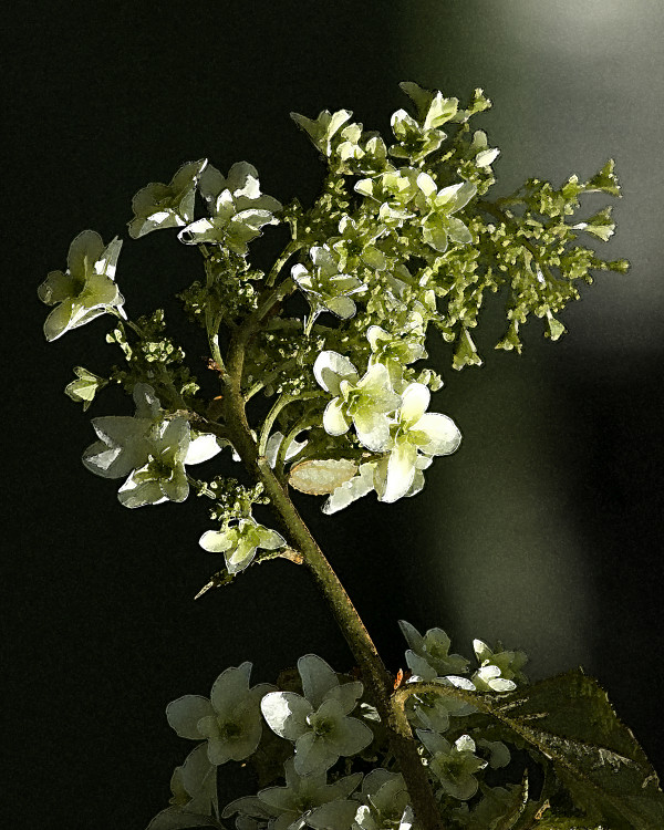 Hydrangea quercifolia 2 by Ellen Gaube