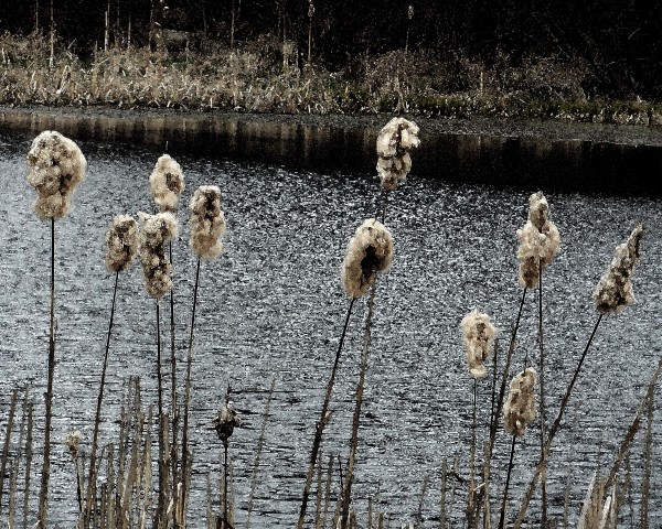 Roxbury Pond Cattails 1 by Ellen Gaube