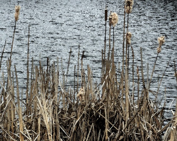 Roxbury Pond Cattails 2 by Ellen Gaube