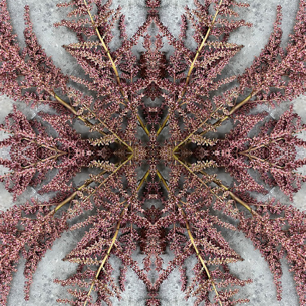 Venetian Lace 3 by Ellen Gaube, Image 1.
