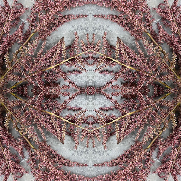 Venetian Lace 4 by Ellen Gaube, Image 1.