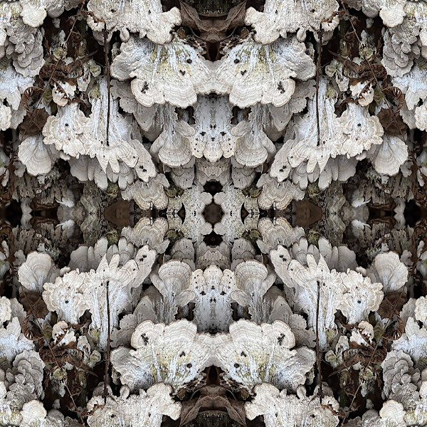 Canfield Lace 5 by Ellen Gaube