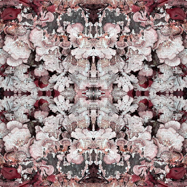 Lille Lace 1            2/10 by Ellen Gaube