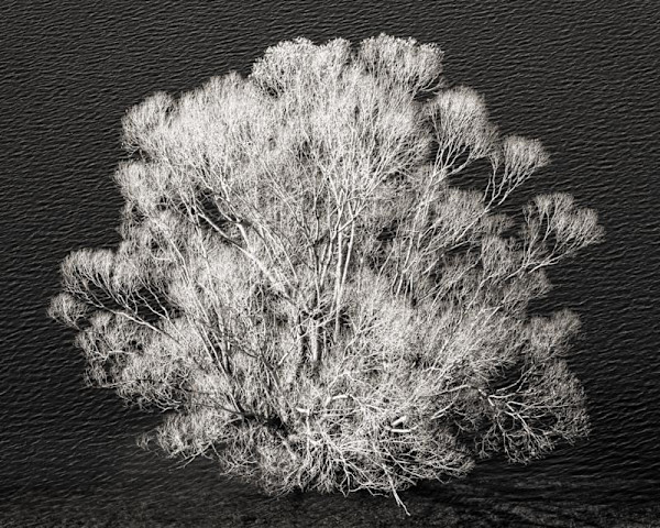 Lone Tree - Lake Tekapo 5/5