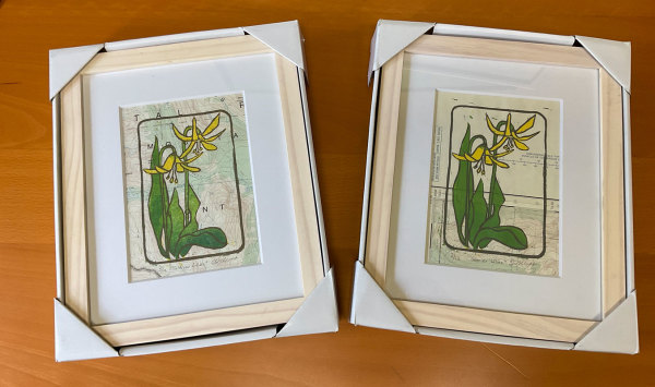 Glacier Lilies 5/13 by Susan G Abbott