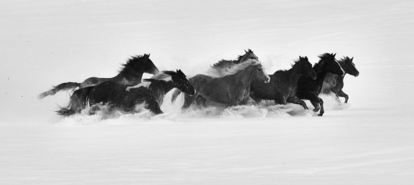 Winter's Horses Platinum Edition 2/3