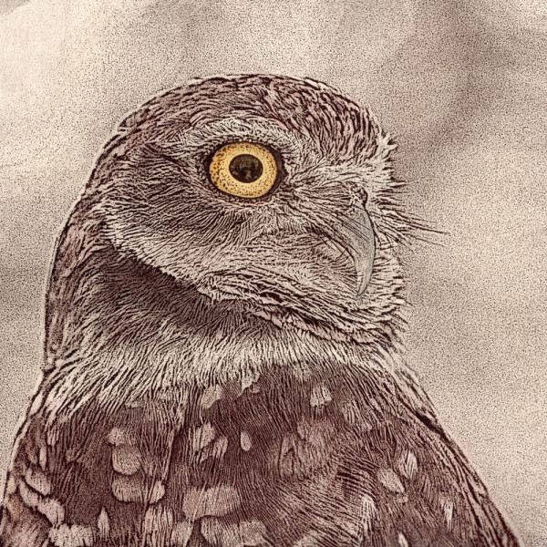 Burrowing Owl Portrait 1/15 by Ana Laura Gonzalez