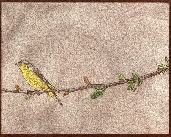 Lesser Goldfinch on Branch 3/15 by Ana Laura Gonzalez