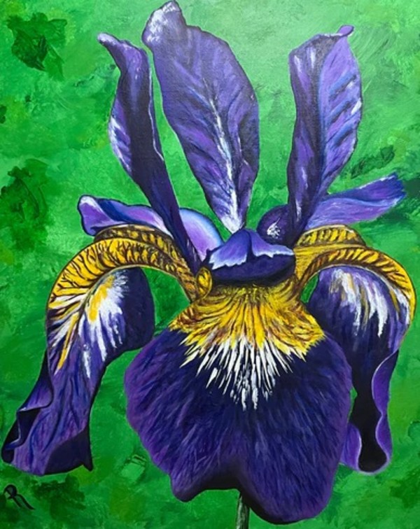 Siberian Iris Art Print - 16x20 #1 by Donna Richardson