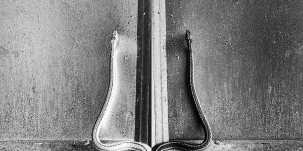 A Snake in the Pole Barn - Bolivar County, Mississippi 1/5 by Will Jacks