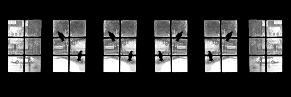 Starlings in the Attic - Bolivar County Mississippi 1/5 by Will Jacks