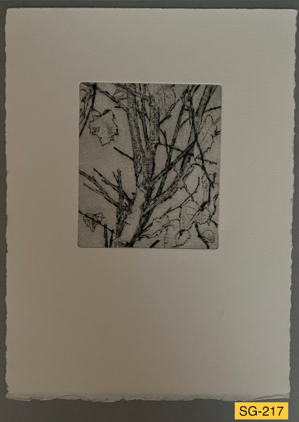 Young Birch #1 by Spence Guerin