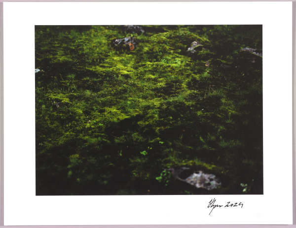 Lush heathlands — Oddskarð, Iceland N°8 1/24 by Hlynur Helgason