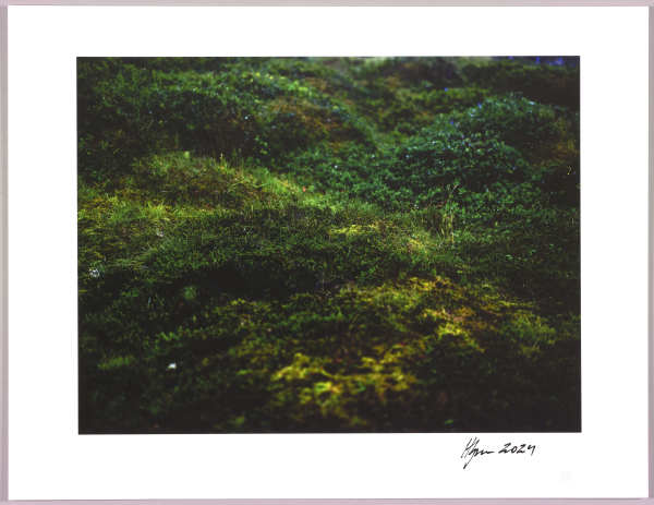 Lush heathlands — Oddskarð, Iceland N°11 1/24 by Hlynur Helgason