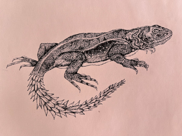 Iguana Cola de Piña 3/15 by Eloisa Castro