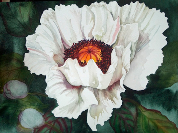 The Last White Poppy limited edition giclee print of an original watercolor 5/100 by Helen R Klebesadel