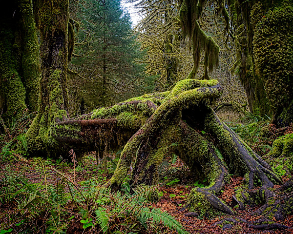 Metamorph 1/10 by Bryan Sabol