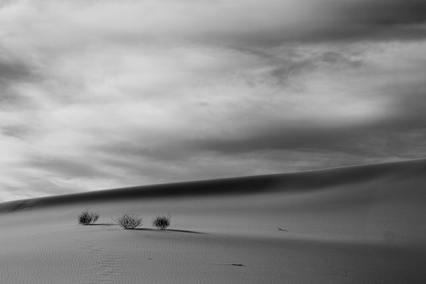 The Three Shrubs of the Apocalypse 1/10 by Bryan Sabol