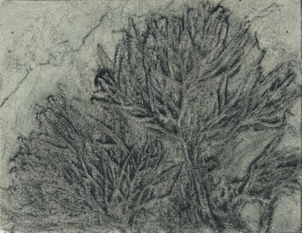 Albany Pencil Pine 7/7 by Jacky Lowry