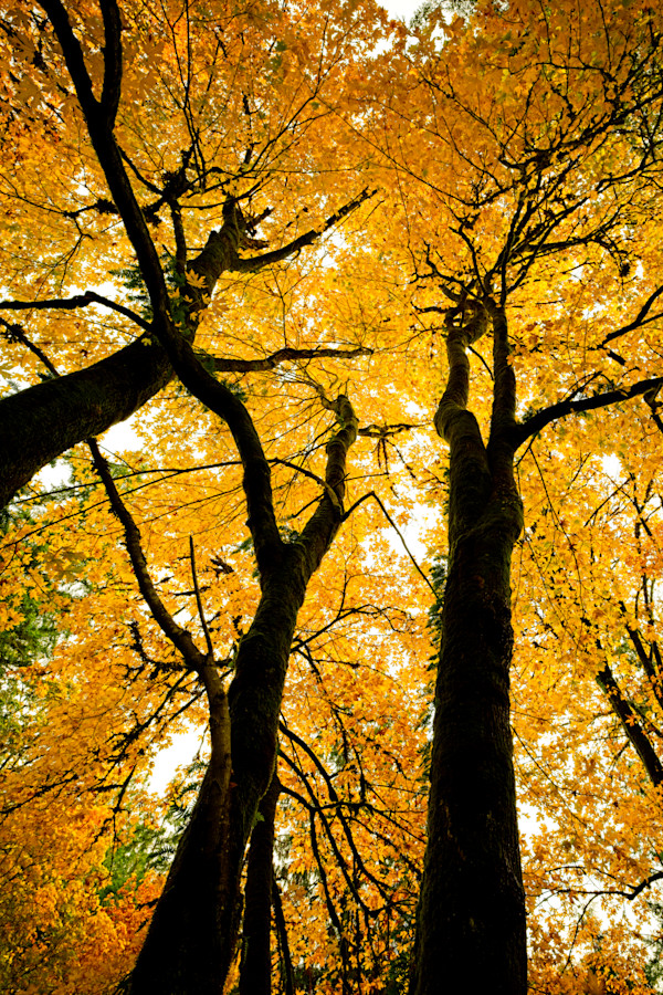 The Three Muses of Autumn 1/10 by Bryan Sabol