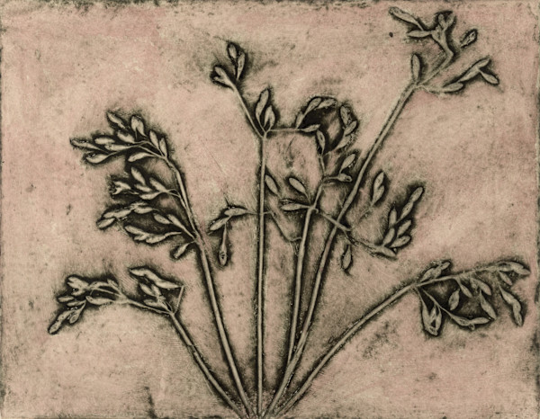 Hypolaena exulca 2 1/12 by Jacky Lowry