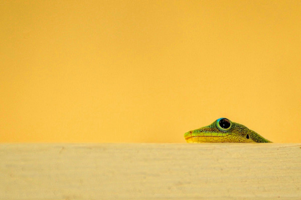 Hello Gecko 1/10 by Bryan Sabol