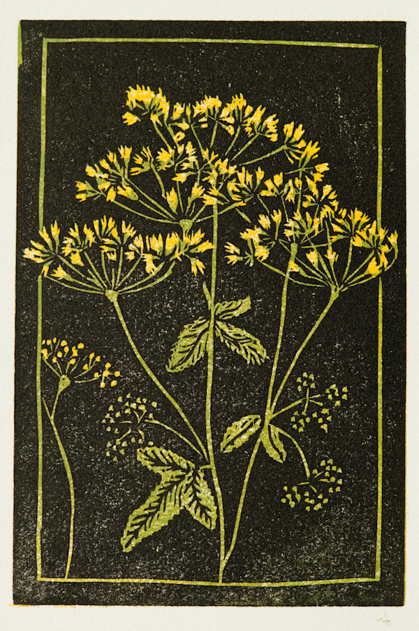 Golden Alexander 2/17 by Betsy Hsiao