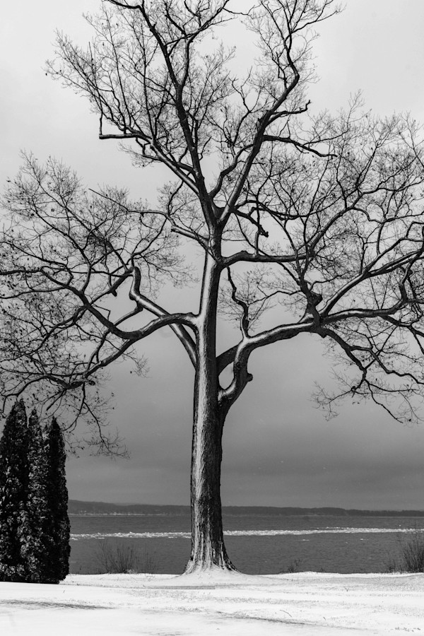 Chautauqua trees in winter Proof 1 by Gwen Adams Norton