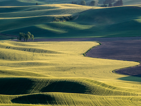 Palouse green fields 3/3 by Gwen Adams Norton