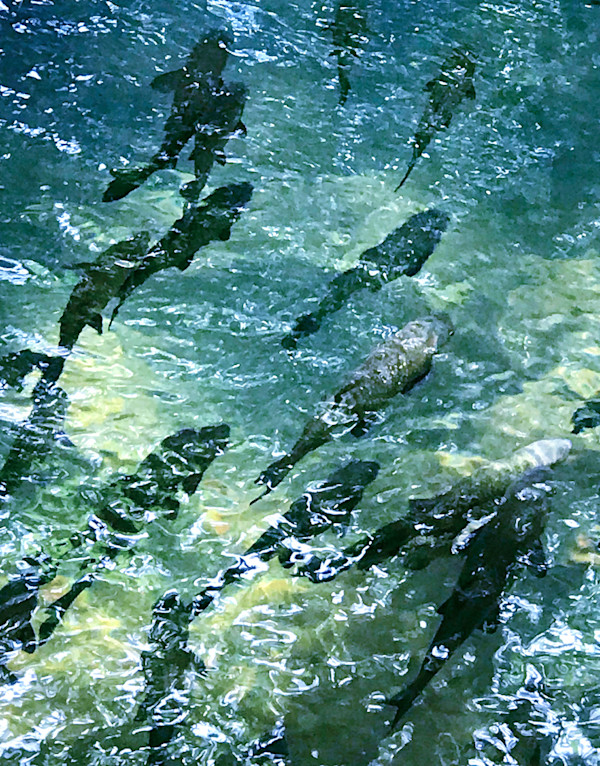 Watercolor Fish Matted Print 2/50 by Elaine Pratt