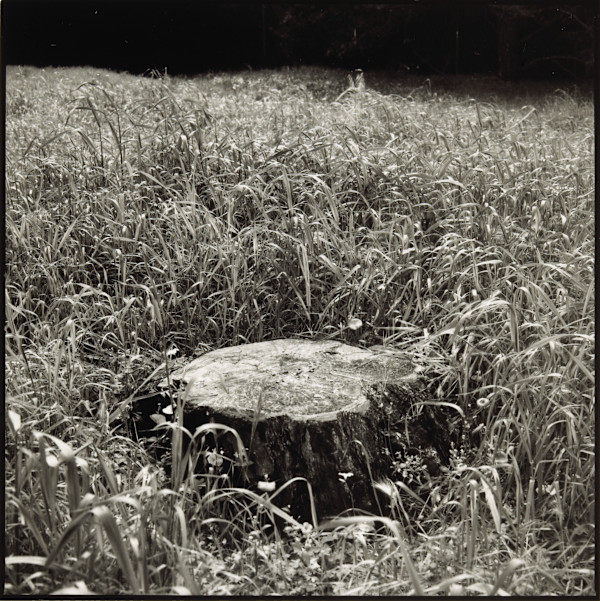 Stump (Strybing Arboretum) #2 by Charles Marie Reilly
