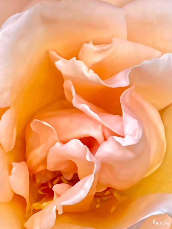 Soft Revelation (2025) 1/25 by Mariri Sun