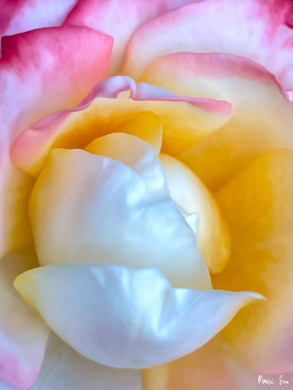 Tender Unfolding (2025) 1/25 by Mariri Sun