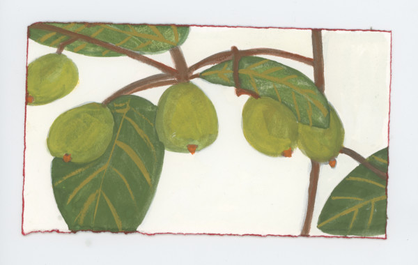 On Olmsted Island, #1730