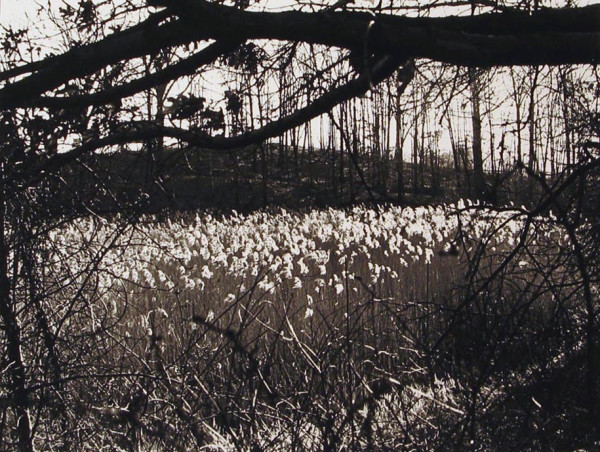 Wildflowers in Meadow by N. Jay Jaffee