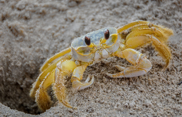 Ghost Crab at Home by Lindrel Thompson