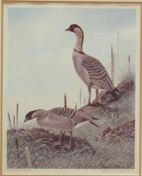 Hawaiian Goose, from Series I of the Vanishing Species of Birds, Plate IV by Richard Evans Younger