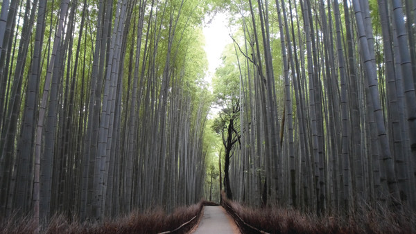 Bamboo Forest by Erin Liu