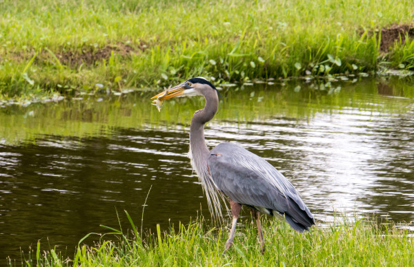 Heron Goes Fishing by Lauri Campagna, MD