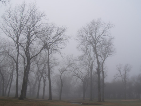 Morning Fog by Rosa Salinas