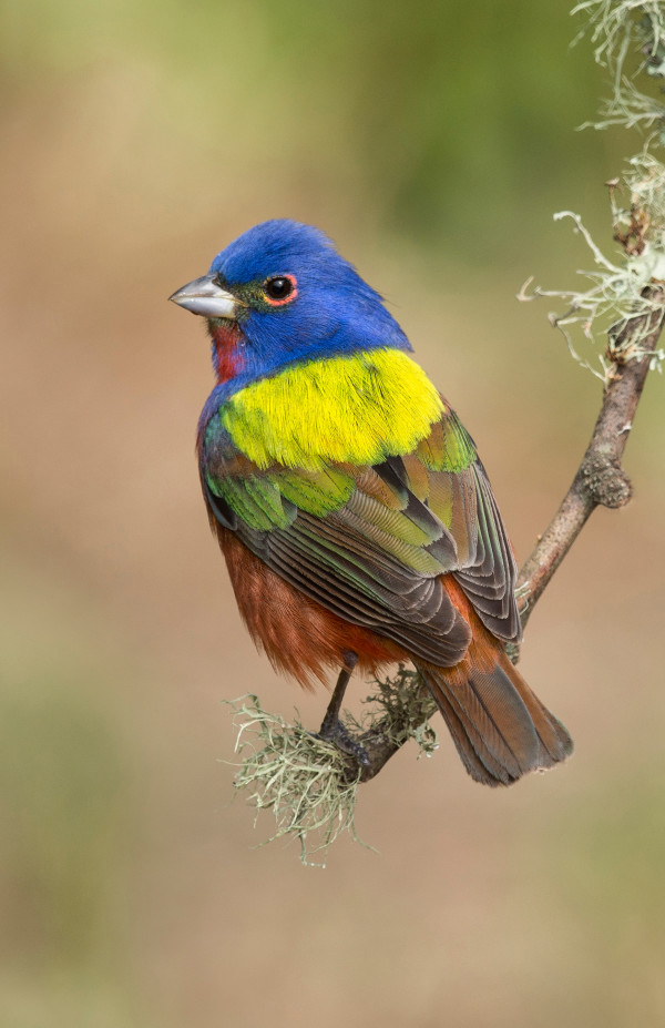 Painted Bunting, Spring Migration by Angela McCain, MD